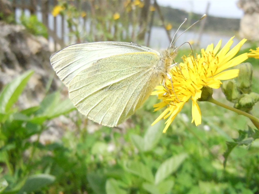 Pieris da identificare